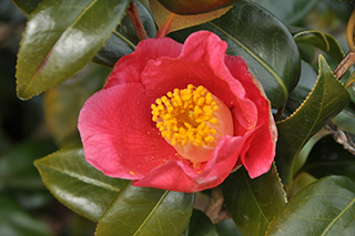 ツバキ科の「ヤブツバキ」(品種:富成) の薄赤色の花が咲きました。