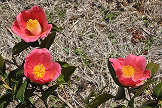 ツバキ科の「ヤブツバキ」(品種:富成) の薄赤色の花が咲いています。