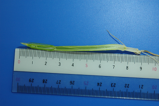 主稈長が2cm以上となり、茎立期となったパン用小麦「ミナミノカオリ」。