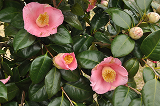 ツバキ科の「ヤブツバキ」(品種:あじこ2世)の桃色の花。