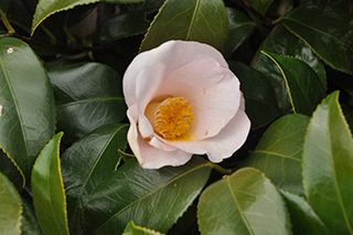 ツバキ科の「ヤブツバキ」(品種:普済院) の薄桃色の花。