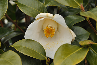 ツバキ科の「ヤブツバキ」(品種:篤山)の純白色の花。