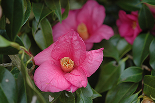 ツバキ科の「ヤブツバキ」(品種:いのくちの香り) の薄赤紫色の花。