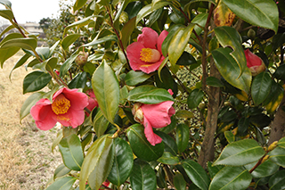 ツバキ科の「ヤブツバキ」(品種:富成) の薄赤色の花。