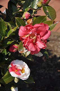 ツバキ科の「ヤブツバキ」(品種: 夢飾り)で、桃地だけの花(右上)もあります。