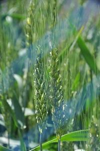 開花期となった1935年(昭和10年)に岩手県で育成された短稈小麦品種「農林10号」。