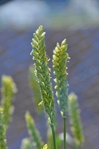 開花期となった小麦の遺伝研究でよく用いられる「Chinese Spring」で、芒(野毛)がありません。