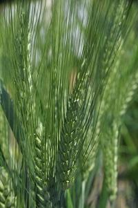 開花期となった日本初のパスタ用「デュラム小麦」の「セトデュール」で、芒(野毛)が長いのが特徴です。