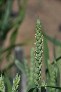 開花期となった北海道で栽培されている日本めん用小麦「きたほなみ」で芒(野毛)がほとんどありません。