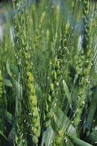 開花期となった北海道で栽培されているグルテン力が強くブレンド利用に適したパン用小麦「ゆめちから」