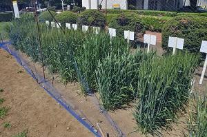 ほとんどの品種が開花期となった小麦の様子