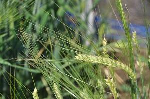 水溶性食物繊維β-グルカン高含有の二条裸麦「ビューファイバー」