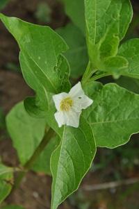 ナス科の多年草「ホオヅキ」