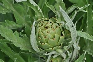 キク科の多年草「アーティチョーク」