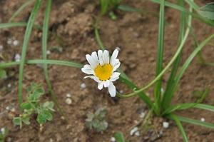 キク科の多年草「ジョチュウギク」