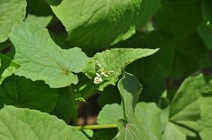 タデ科の「ソバ」の白い花の蕾