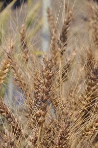 パン用小麦「ミナミノカオリ」が成熟期