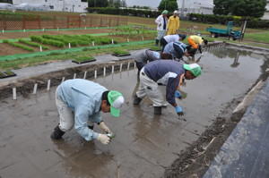 田植えの様子