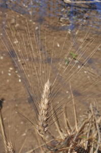 日本初のデュラム小麦「セトデュール」