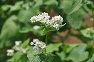 タデ科の「ソバ」の白い花
