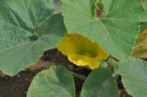 ウリ科の「カボチャ」の黄色い花