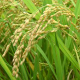 早い品種では稲の登熟が進んできています。