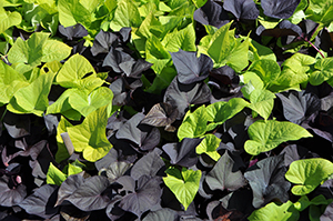 観賞用「カンショ」で紫色の葉は九州沖縄農業研究センターほかが育成した「九育観1号」です。