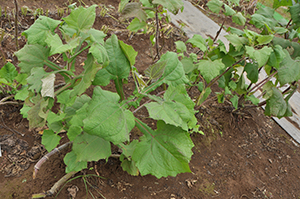 南米原産の「ヤーコン」は根に機能性成分のフラクトオリゴ糖を多く含みます。