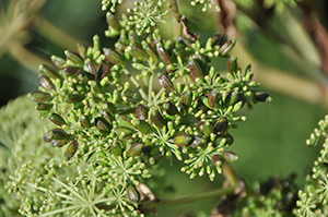 セリ科の多年草である「アシタバ」に種がたくさん付きました。