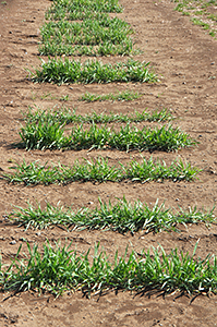 手前の小麦、奥の大麦とも節間が伸びてきた 3月19日の様子。
