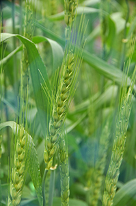 関東～九州で栽培されているめん用小麦「農林61号」