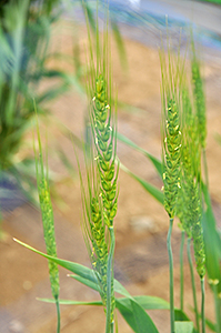 めん用の新品種小麦で関東地域で栽培が増えている「さとのそら」