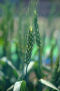 種子が海外に渡り、多くの短稈品種の親になった小麦「農林10号」