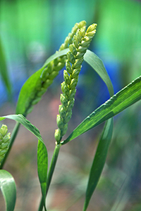 小麦の遺伝研究で良く用いられる「Chinese Spring」