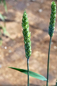 北海道で栽培されている高品質なめん用小麦品種「きたほなみ」