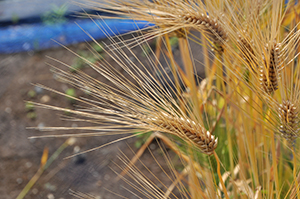関東地域で作られている短稈で縞萎縮病抵抗性の比較的新しい精麦用六条大麦品種「シルキースノウ」