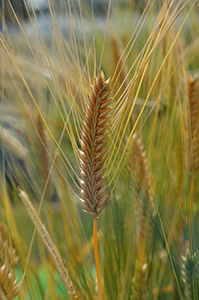 DSC1085 実用品種としては日本初の二条性裸麦で関東以西に適する比較的新しい精麦用品種「ユメサキボシ」