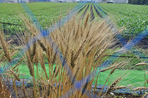 北海道で育成された小麦品種も成熟期になった6月23日の様子。