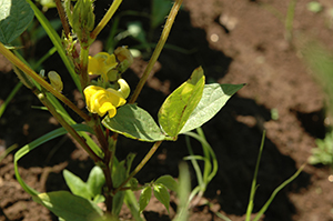 「ケツルアズキ」の薄黄色の花
