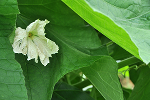 「ヒョウタン」の白い花