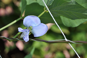 「シカクマメ」の薄青紫色の花