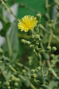 「茎レタス」の薄黄色の花