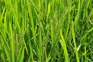 北海道米のイメージを一新した品種「きらら397」が穂揃期となりました。