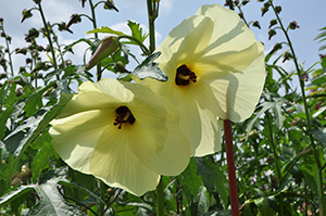 根の粘液を和紙の糊に使う「トロロアオイ」のクリーム色の花