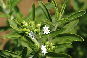 茎葉が甘味料として使われる「ステビア」の白い小さな花