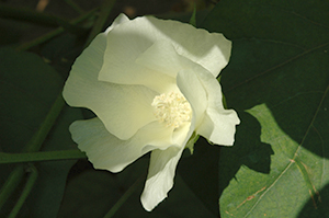 「ワタ」の薄いクリーム色の花