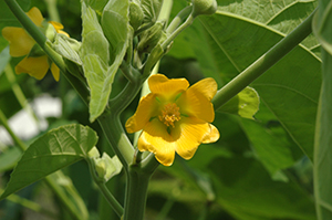 インド原産で麻袋に使われる「ボウマ」の黄色の花。