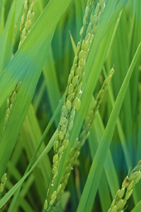 大粒・低グルテリン(低タンパク質)水稲品種「春陽」