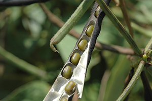 別名「青小豆」で「もやし(種子)」の原料として利用される「リョクトウ」の実。