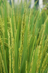 フィリピンの国際稲研究所で育成され、多収で熱帯アジアで広く栽培されている「IR64」。
